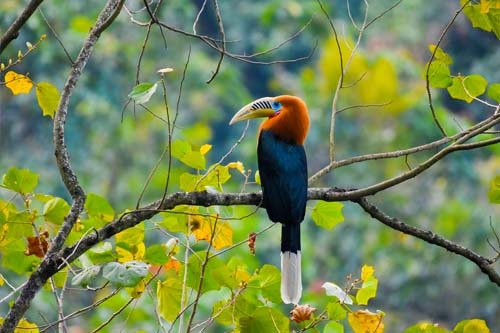 bhutan birding adventure