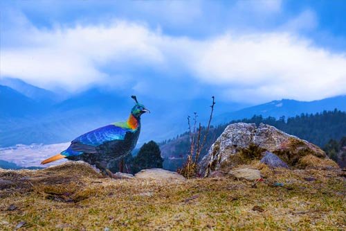 bhutan bird watching retreat